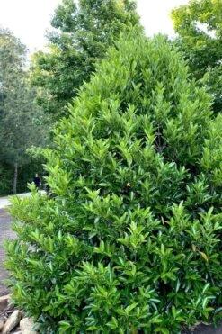 Mirror Leaf Sweet Viburnum - 3 Gallon Pot -Garden Plant Shop viburnum awabuki chindo 3