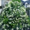 Mirror Leaf Sweet Viburnum - 7 Gallon Pot (2-3')