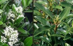 Mirror Leaf Sweet Viburnum - 3 Gallon Pot -Garden Plant Shop viburnum awabuki chindo 4