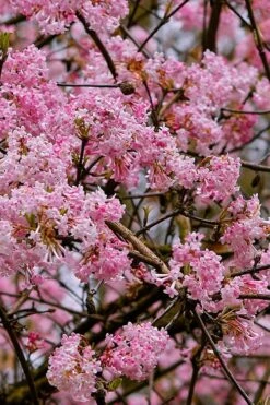 Pink Dawn Fragrant Viburnum - 1 Gallon Pot -Garden Plant Shop viburnum bodnantense dawn 1 1