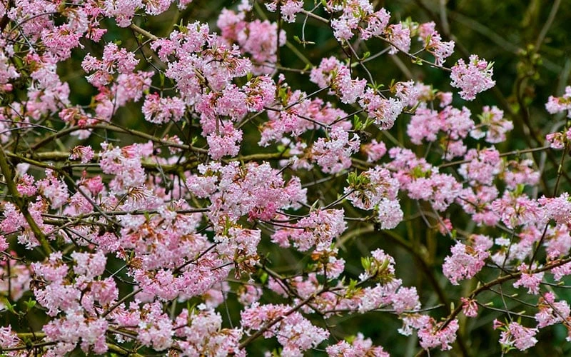Pink Dawn Fragrant Viburnum - 5 Gallon Pot 9 Pink Dawn Fragrant Viburnum - 5 Gallon Pot - Image 9
