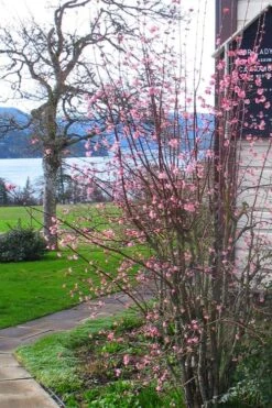 Pink Dawn Fragrant Viburnum - 5 Gallon Pot 16 Pink Dawn Fragrant Viburnum - 5 Gallon Pot -Garden Plant Shop viburnum bodnantense dawn 13