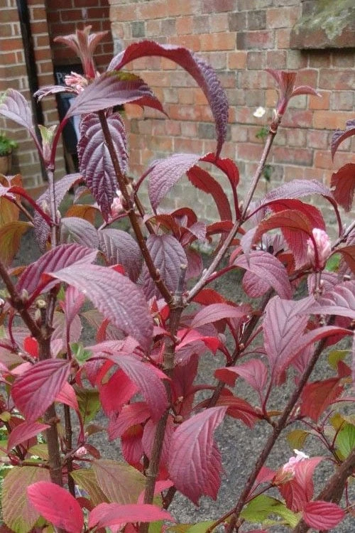Pink Dawn Fragrant Viburnum - 5 Gallon Pot 10 Pink Dawn Fragrant Viburnum - 5 Gallon Pot - Image 10