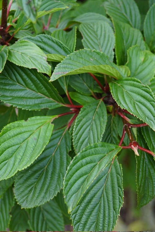 Pink Dawn Fragrant Viburnum - 5 Gallon Pot 11 Pink Dawn Fragrant Viburnum - 5 Gallon Pot - Image 11
