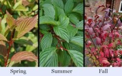 Pink Dawn Fragrant Viburnum - 5 Gallon Pot 17 Pink Dawn Fragrant Viburnum - 5 Gallon Pot -Garden Plant Shop viburnum bodnantense dawn 19