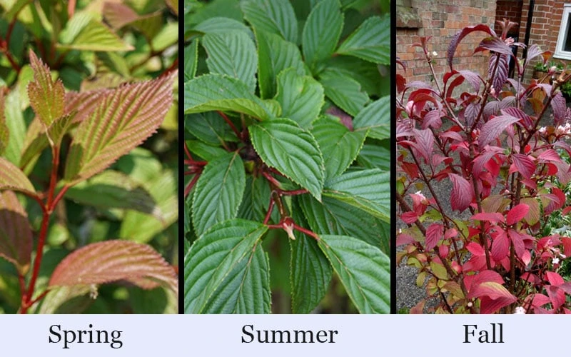 Pink Dawn Fragrant Viburnum - 5 Gallon Pot 7 Pink Dawn Fragrant Viburnum - 5 Gallon Pot - Image 7