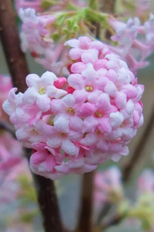 Pink Dawn Fragrant Viburnum - 5 Gallon Pot 1 Pink Dawn Fragrant Viburnum - 5 Gallon Pot