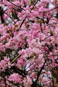 Pink Dawn Fragrant Viburnum - 1 Gallon Pot -Garden Plant Shop viburnum bodnantense dawn 4 1