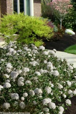 Spice Baby Koreanspice Viburnum - 3 Gallon Pot -Garden Plant Shop viburnum carleseii spice baby 7