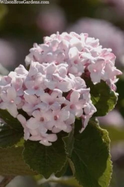 Spice Baby Koreanspice Viburnum - 1 Gallon Pot
