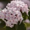 Spice Baby Koreanspice Viburnum - 3 Gallon Pot