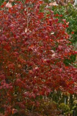 Spice Girl Koreanspice Viburnum - 1 Gallon Pot -Garden Plant Shop viburnum carleseii spiro spice girl 1