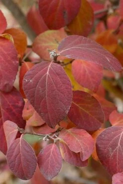 Spice Girl Koreanspice Viburnum - 1 Gallon Pot -Garden Plant Shop viburnum carleseii spiro spice girl 4