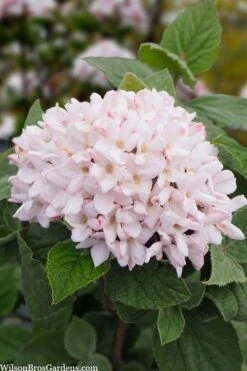 Spice Girl Koreanspice Viburnum - 1 Gallon Pot -Garden Plant Shop viburnum carleseii spiro spice girl 6