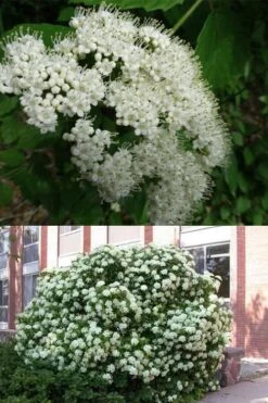 Arrowwood Viburnum - 3 Gallon Pot -Garden Plant Shop viburnum dentatum arrowwood 3