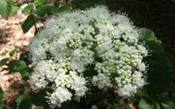 Arrowwood Viburnum - 3 Gallon Pot -Garden Plant Shop viburnum dentatum arrowwood 5