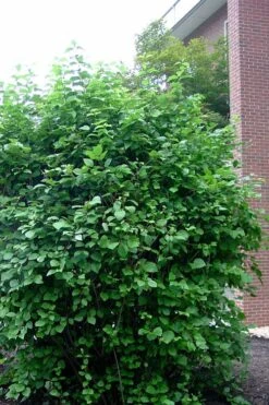 Arrowwood Viburnum - 3 Gallon Pot -Garden Plant Shop viburnum dentatum arrowwood 7