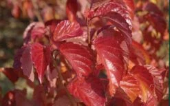 Arrowwood Viburnum - 3 Gallon Pot -Garden Plant Shop viburnum dentatum arrowwood 9