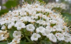 Mohican Arrowwood Viburnum - 6 Gallon Pot (4-5') -Garden Plant Shop viburnum lantana mohican 1
