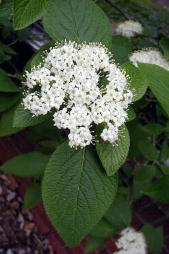 Mohican Arrowwood Viburnum - 6 Gallon Pot (4-5') -Garden Plant Shop viburnum lantana mohican 5