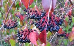 Nannyberry Viburnum - 3 Pack Of 1.5 Quart Pots -Garden Plant Shop viburnum lentago nannyberry 2 1