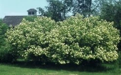 Nannyberry Viburnum - 3 Gallon Pot -Garden Plant Shop viburnum lentago nannyberry 4