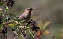 Nannyberry Viburnum - 3 Gallon Pot -Garden Plant Shop viburnum lentago nannyberry 5