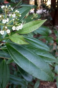 Moonlit Lace Viburnum - 3 Gallon Pot 10 Moonlit Lace Viburnum - 3 Gallon Pot -Garden Plant Shop viburnum moonlit lace 5