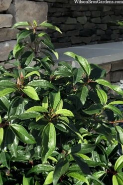 Moonlit Lace Viburnum - 1 Gallon Pot -Garden Plant Shop viburnum moonlit lace 8 3