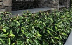 Moonlit Lace Viburnum - 6 Pack Of 1 Gallon Pots 9 Moonlit Lace Viburnum - 6 Pack Of 1 Gallon Pots -Garden Plant Shop viburnum moonlit lace 9 1