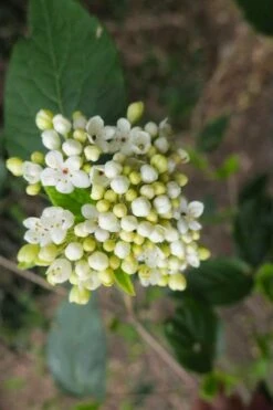 Nantucket Fragrant Snowball Viburnum - 3 Gallon Pot 11 Nantucket Fragrant Snowball Viburnum - 3 Gallon Pot -Garden Plant Shop viburnum nantucket 3