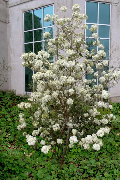 Nantucket Fragrant Snowball Viburnum - 3 Gallon Pot 5 Nantucket Fragrant Snowball Viburnum - 3 Gallon Pot - Image 5