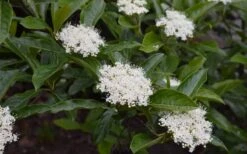 Brandywine Viburnum - 3 Gallon Pot -Garden Plant Shop viburnum nudum brandywine 3