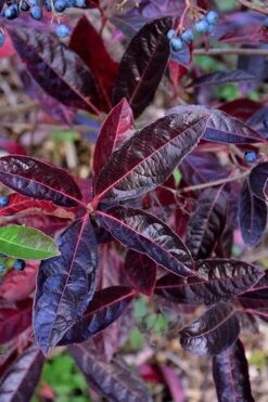 Brandywine Viburnum - 3 Gallon Pot -Garden Plant Shop viburnum nudum brandywine 4