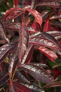 Brandywine Viburnum - 3 Gallon Pot -Garden Plant Shop viburnum nudum brandywine 5