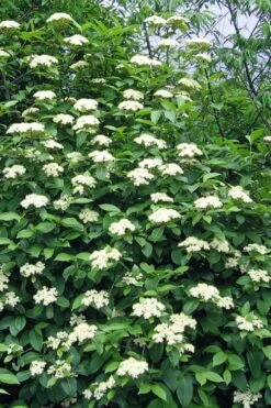 Brandywine Viburnum - 3 Gallon Pot -Garden Plant Shop viburnum nudum brandywine 6