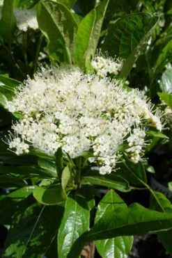 Brandywine Viburnum - 3 Gallon Pot -Garden Plant Shop viburnum nudum brandywine 7