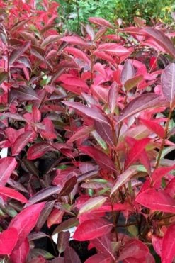 Winterthur Viburnum - 1 Gallon Pot -Garden Plant Shop viburnum nudum winterthur 100