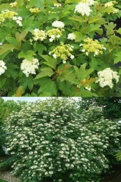 Dwarf European Cranberry Bush - 5 Gallon Pot -Garden Plant Shop viburnum opulus compactum dwarf european cranberry bush 10 1
