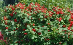 Dwarf European Cranberry Bush - 5 Gallon Pot -Garden Plant Shop viburnum opulus compactum dwarf european cranberry bush 2 1