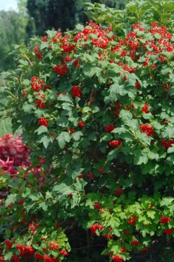 Dwarf European Cranberry Bush - 1 Gallon Pot -Garden Plant Shop viburnum opulus compactum dwarf european cranberry bush 3