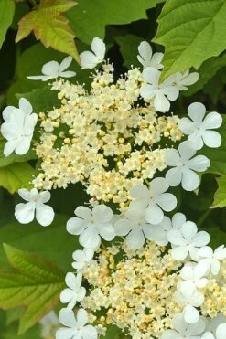 Dwarf European Cranberry Bush - 1 Gallon Pot -Garden Plant Shop viburnum opulus compactum dwarf european cranberry bush 4