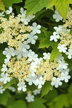 Dwarf European Cranberry Bush - 1 Gallon Pot -Garden Plant Shop viburnum opulus compactum dwarf european cranberry bush 5