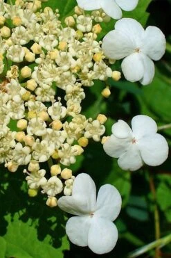 Dwarf European Cranberry Bush - 1 Gallon Pot -Garden Plant Shop viburnum opulus compactum dwarf european cranberry bush 7