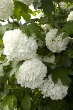 Eastern Snowball Viburnum Bush - 1 Gallon Pot 14 Eastern Snowball Viburnum Bush - 1 Gallon Pot -Garden Plant Shop viburnum opulus sterile eastern snowball 2 1
