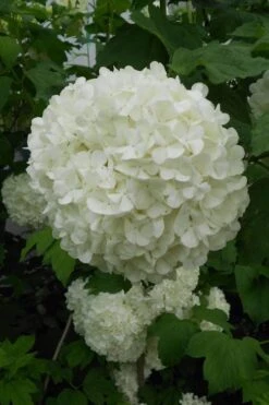 Eastern Snowball Viburnum Bush - 1 Gallon Pot 12 Eastern Snowball Viburnum Bush - 1 Gallon Pot -Garden Plant Shop viburnum opulus sterile eastern snowball 3 1