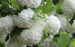 Eastern Snowball Viburnum Bush - 1 Gallon Pot 15 Eastern Snowball Viburnum Bush - 1 Gallon Pot -Garden Plant Shop viburnum opulus sterile eastern snowball 4 1