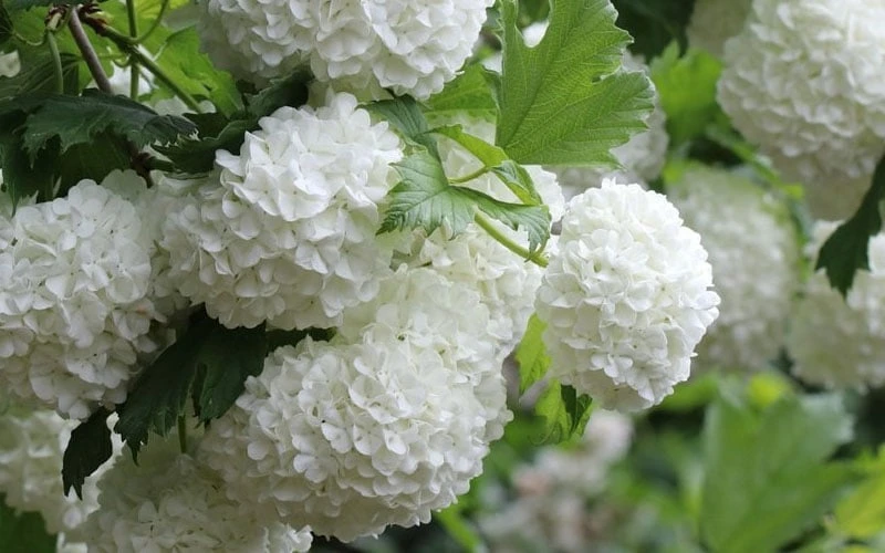 Eastern Snowball Viburnum Bush - 1 Gallon Pot 8 Eastern Snowball Viburnum Bush - 1 Gallon Pot - Image 8