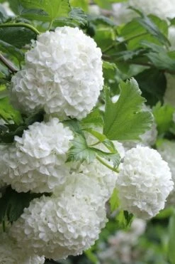 Eastern Snowball Viburnum Bush - 1 Gallon Pot 13 Eastern Snowball Viburnum Bush - 1 Gallon Pot -Garden Plant Shop viburnum opulus sterile eastern snowball 5 1