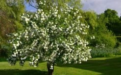 Eastern Snowball Viburnum Bush - 1 Gallon Pot 11 Eastern Snowball Viburnum Bush - 1 Gallon Pot -Garden Plant Shop viburnum opulus sterile eastern snowball 9 1
